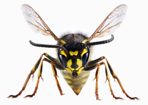 close up of wasp