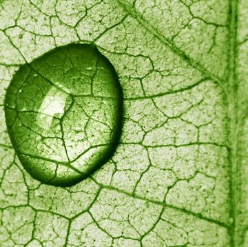 chlorophyll benefits close up of water drop on a leaf lit from behind