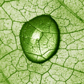 chlorophyll benefits close up of water drop on a leaf lit from behind