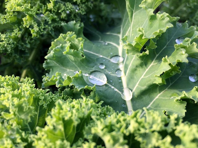 Close-Up Of Water Drops On Plant