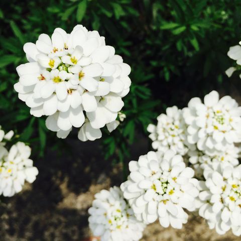 close up of white candytuft flowers