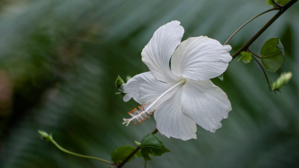 best white flowers hibiscus