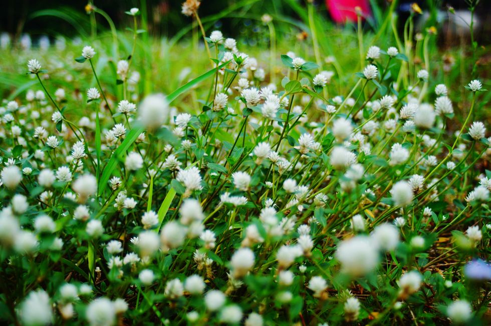 Close-Up Of White Flowering Plants On Field