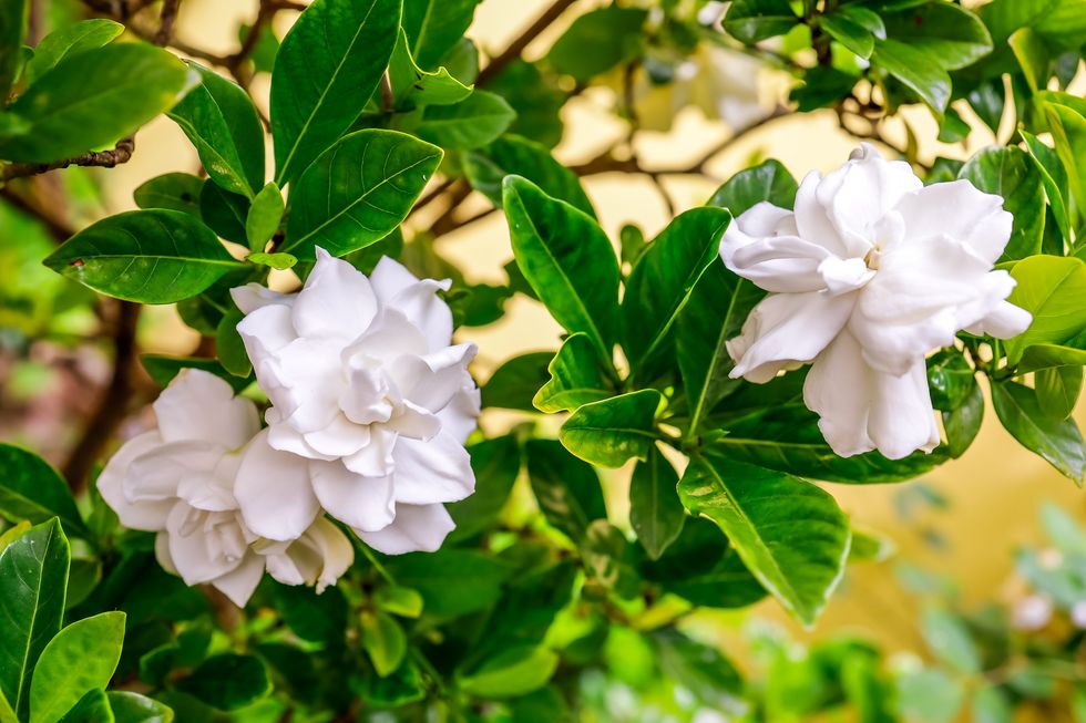 close up of white gardenias with lush leaves