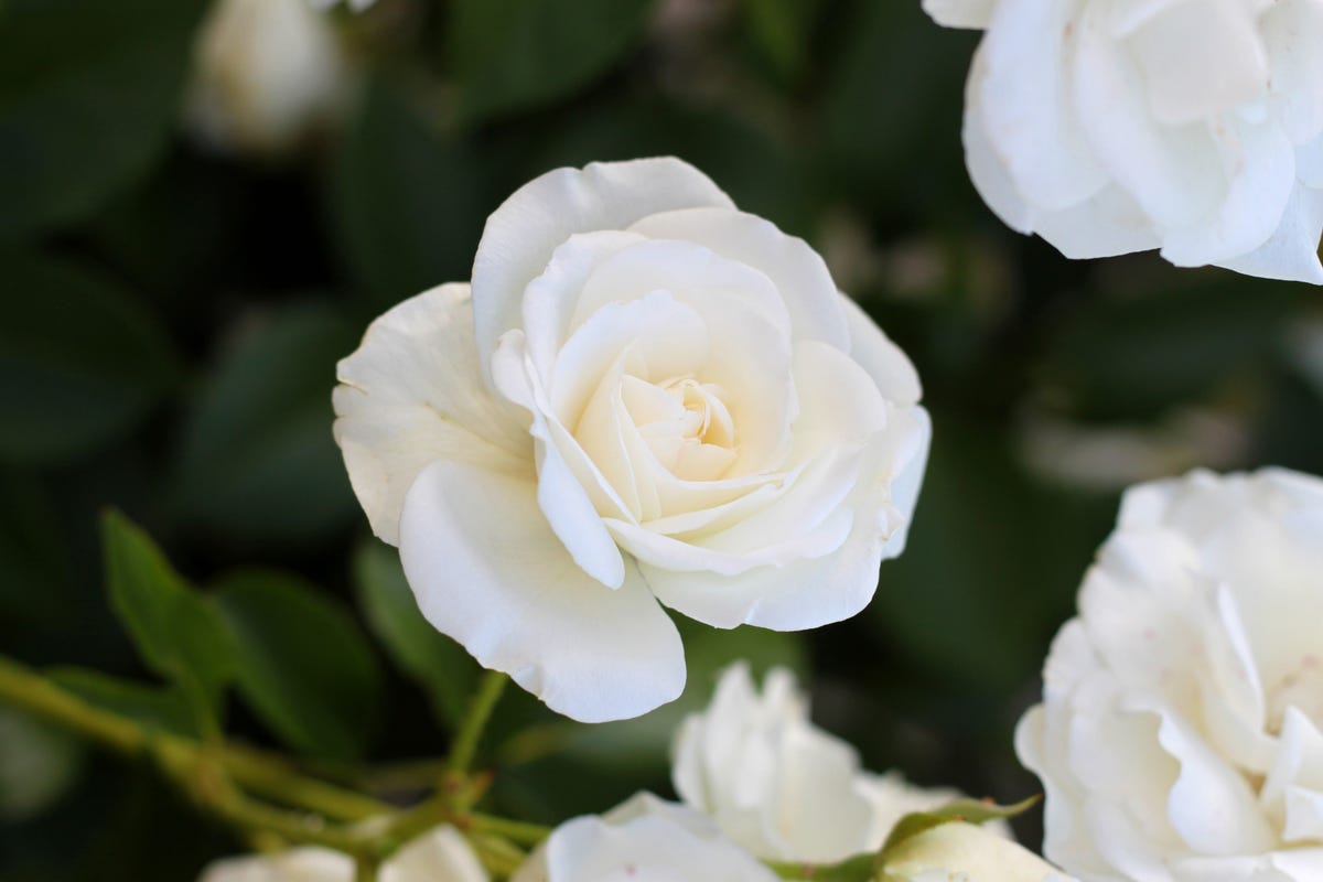 Watch Dr. Pimple Popper Squeeze a Blooming 'White Rose' Cyst