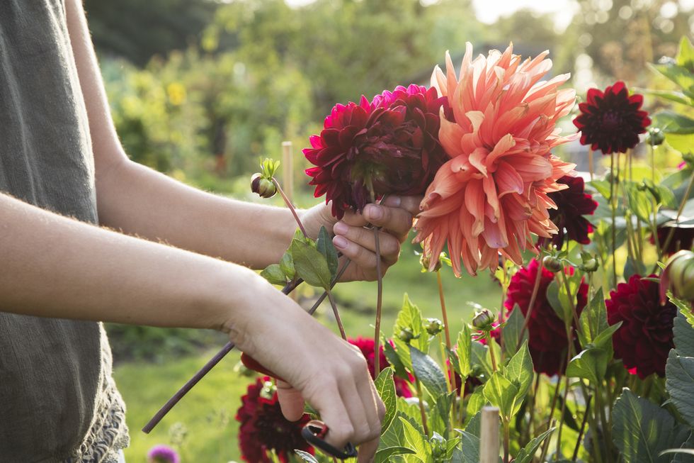 close up of woman cutting dahlia flowers at allotment