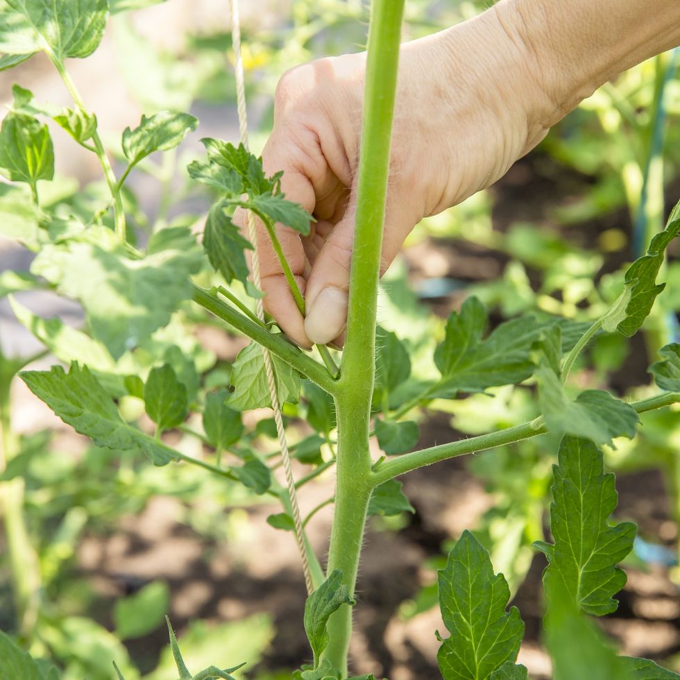 close up of woman hand pinch off excessive shoot sucker that grow on tomato plant stem in greenhouse, so tomato plant gets more nutrition from soil to grow tomatoes.