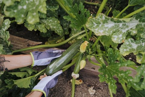 close up of woman hands picking zucchini at vegetable garden