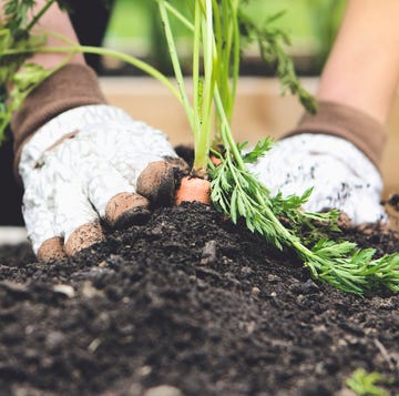 Close up of woman planting carrot in garden