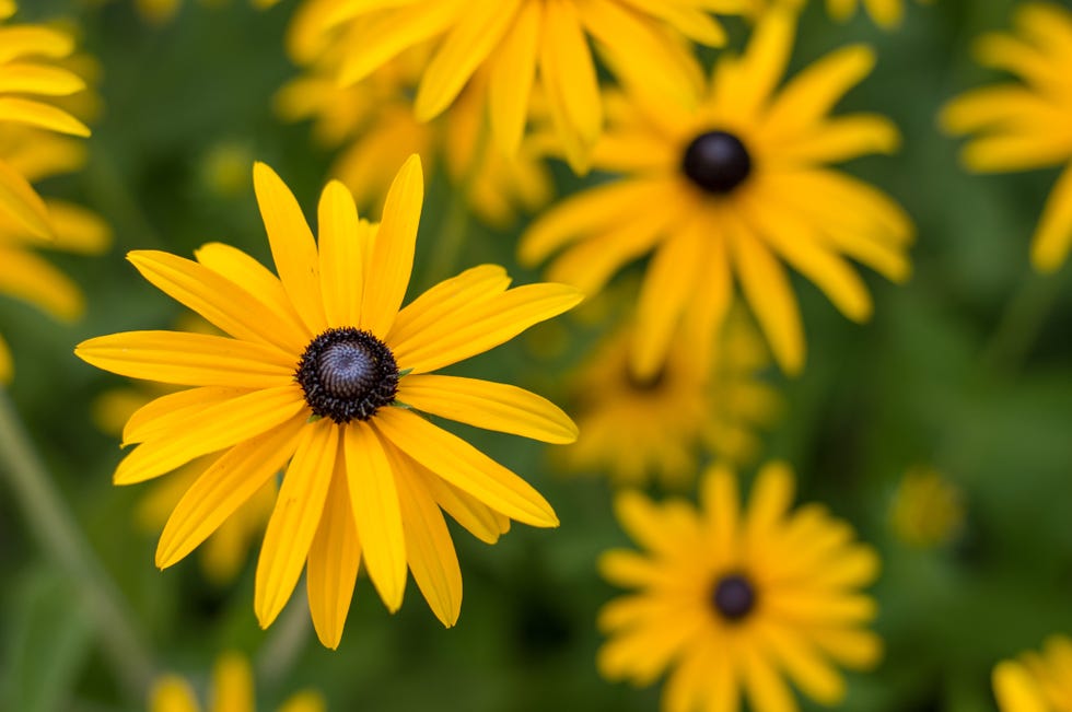 Summer flowers store