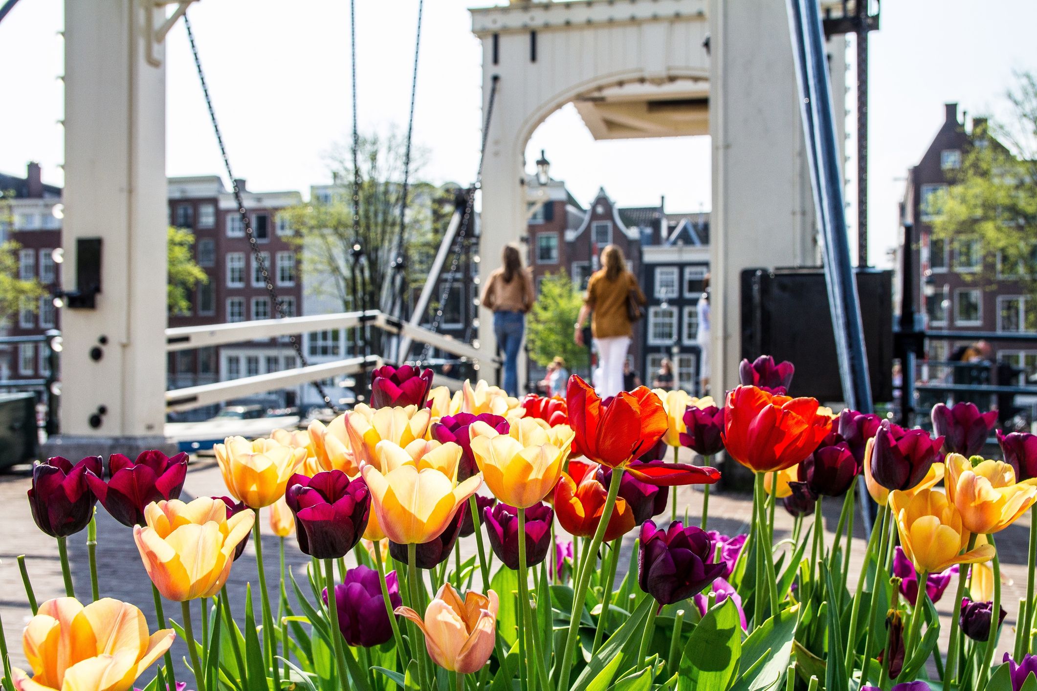 Amsterdam Mini-cruise: How To See The Spring Tulips In 2025