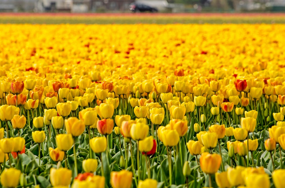 Tulip fields Netherlands