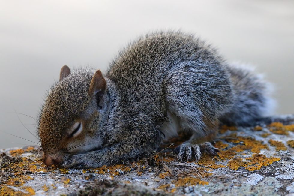close up of young gray squirrel sleeping on retaining wall