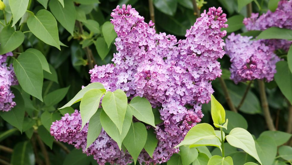close up on lilac in a garden