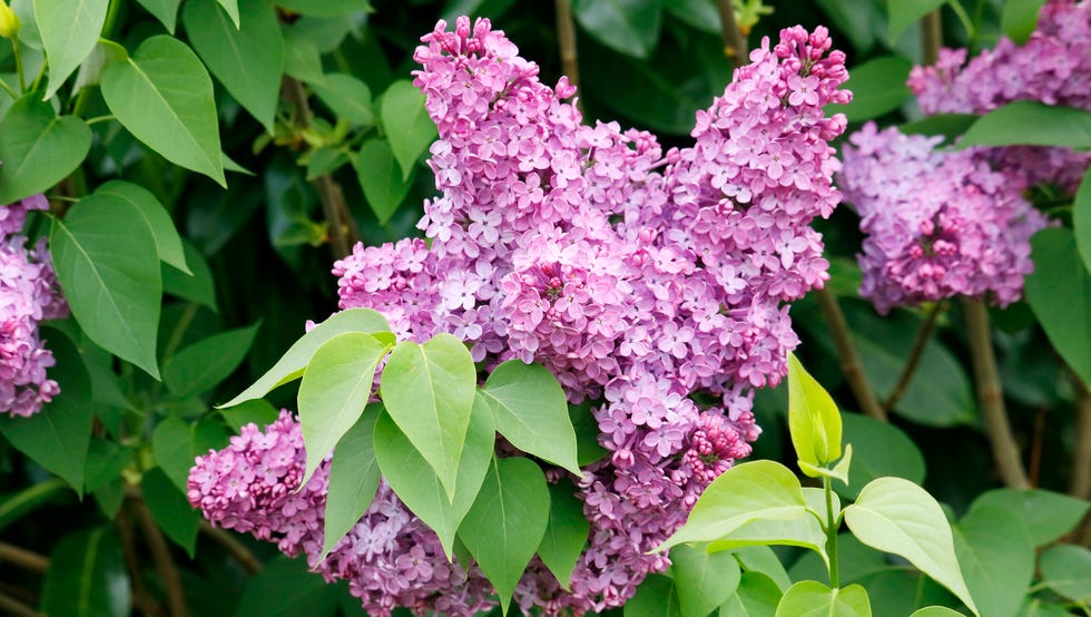 close up on lilac in a garden