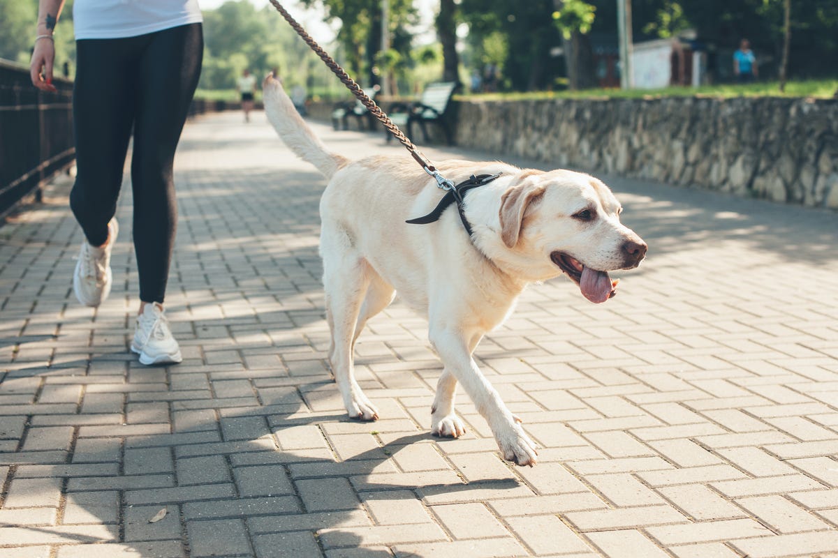 Vets Show How Hot Pavements Get in The Heatwave With Shocking Image