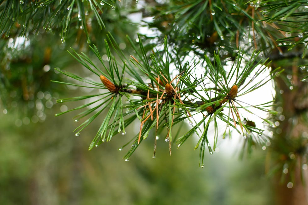 close up photo of shortstraw pine pinus virginiana