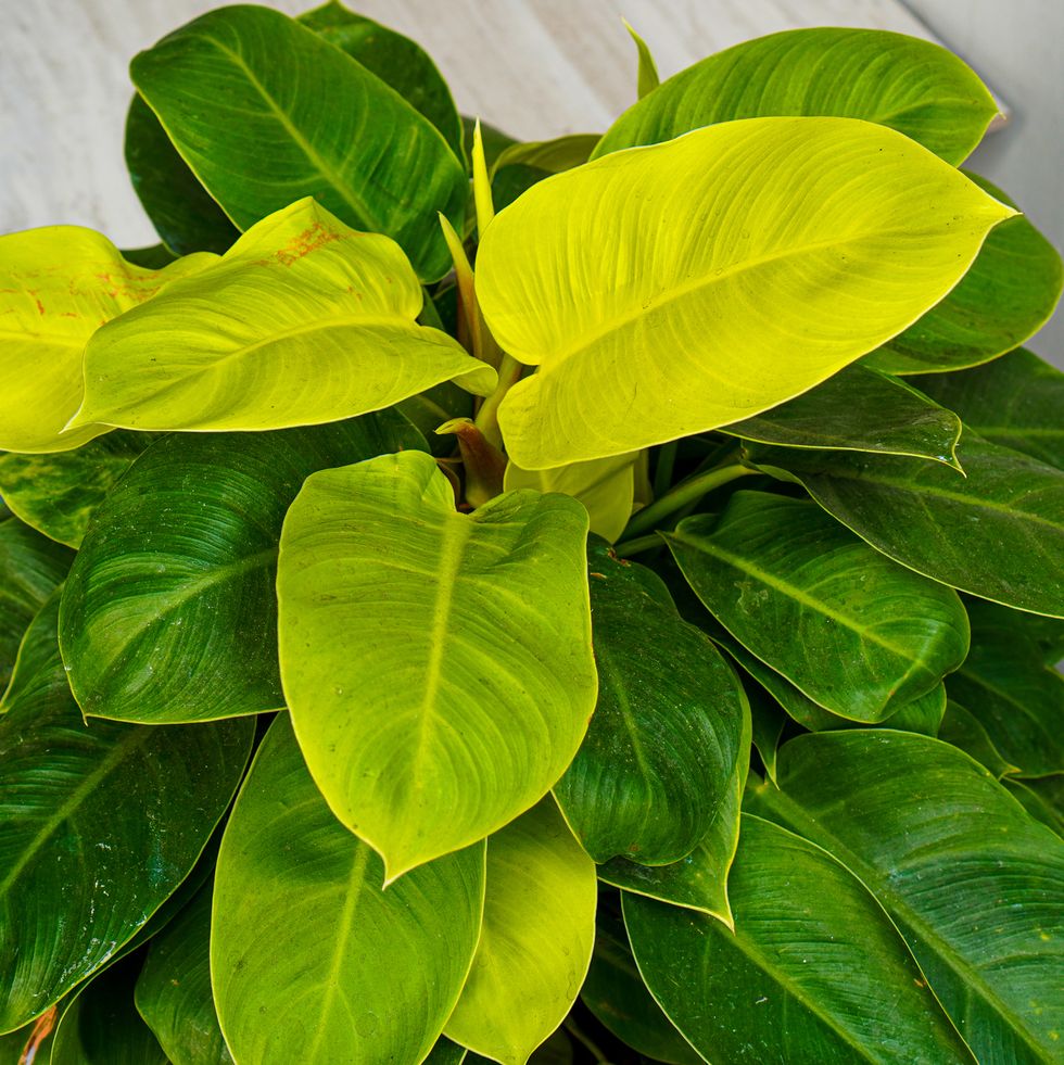 Close-up of leaves of Philodendron sp moonlight plant growing in pot for home decoration