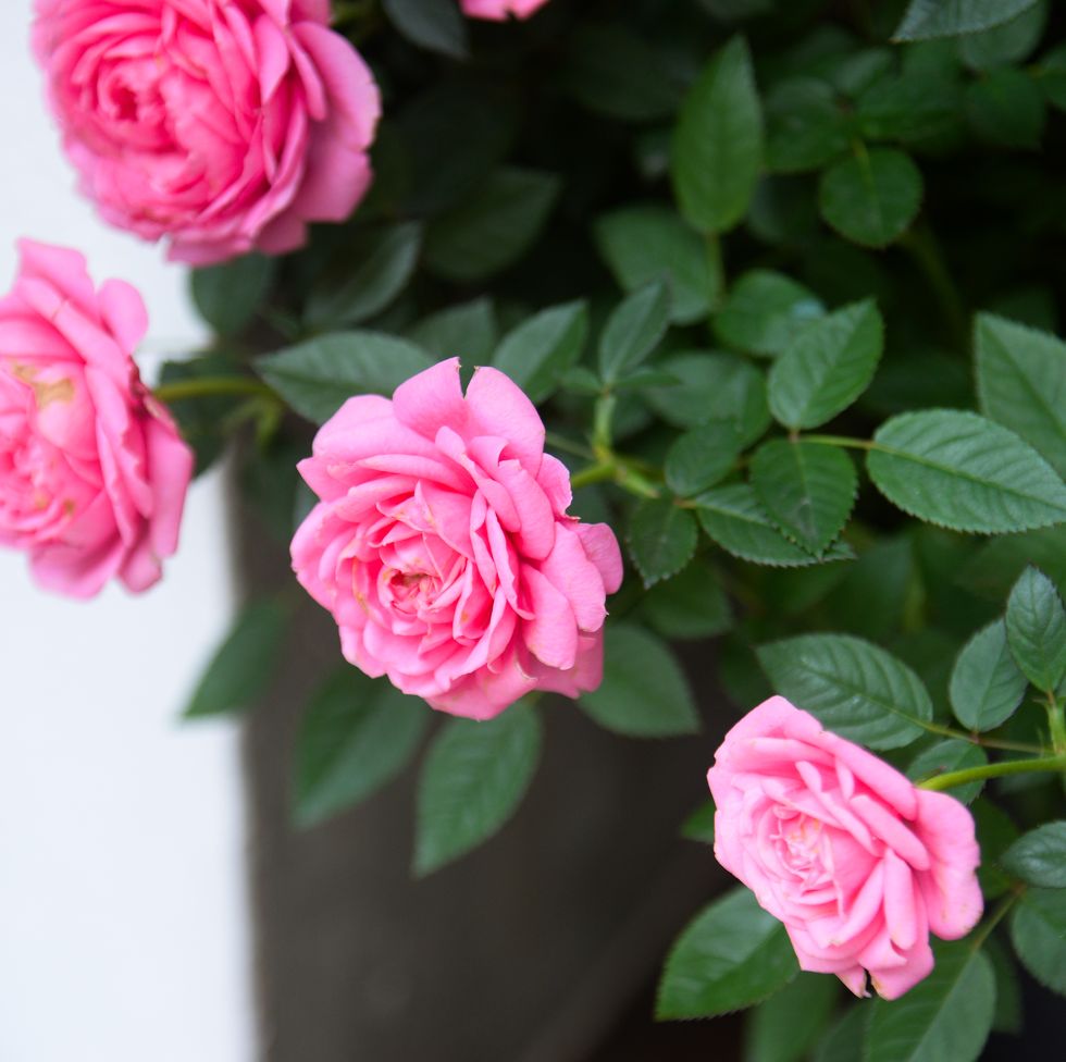 close up pink rose blooming in summer garden. pink roses flowers growing outdoors