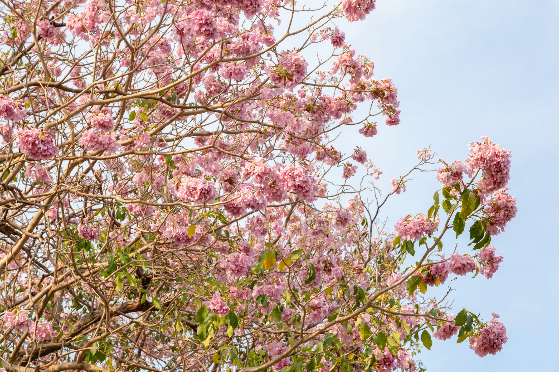 20 Best Pink Trees for Your Yard