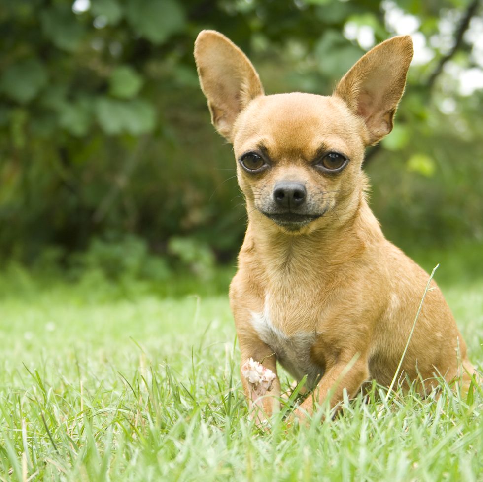 healthiest dog breeds chihuahua