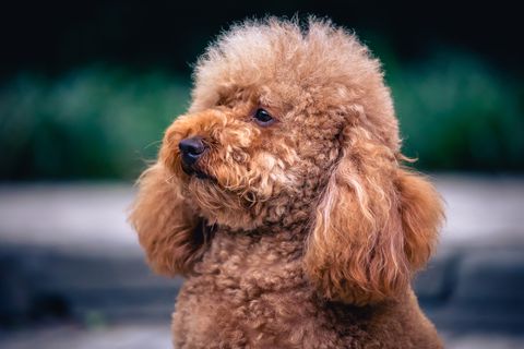 Brown Poodle Dog Outdoors