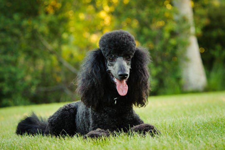 poodle dog