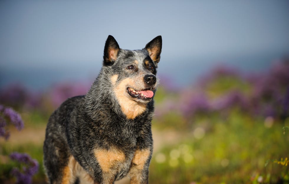 los blue heelers son buenos con otros perros