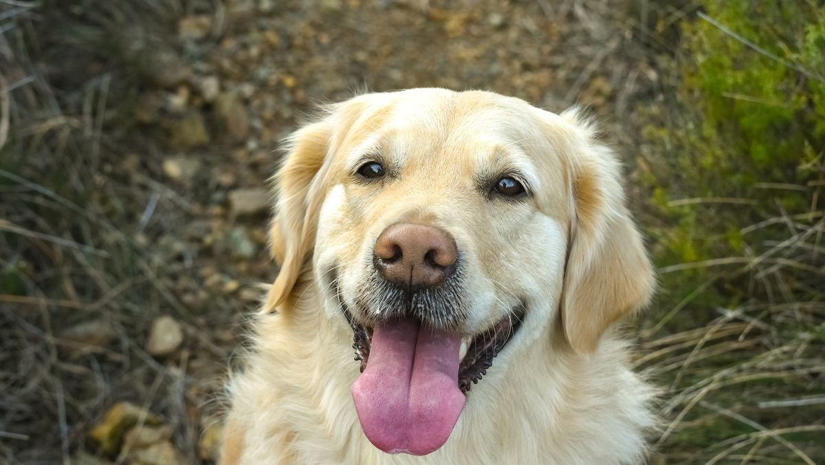 preview for Golden Retrievers: Why these positive pups are the perfect family breed