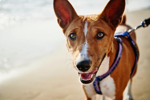 Basenji Dog At Beach Close-Up