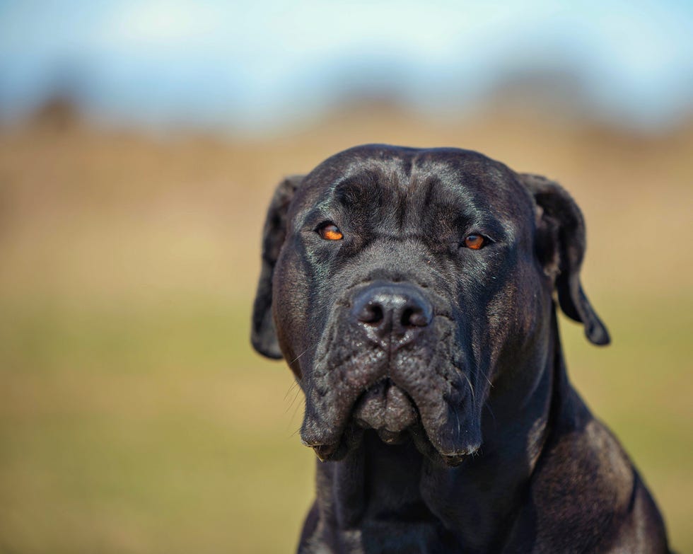 cual es el primer perro del mundo