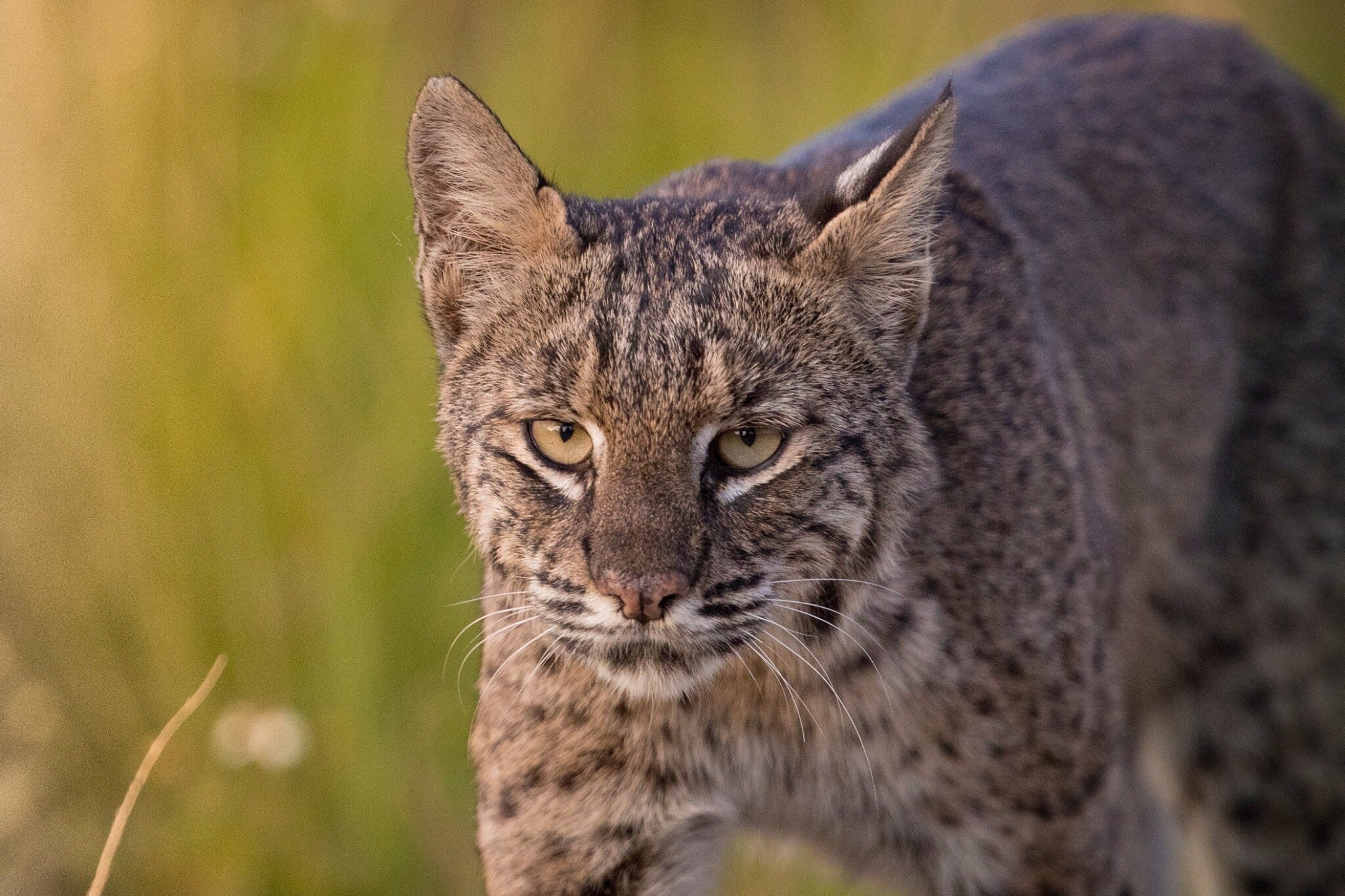 Close-Up Portrait Of Bobcat