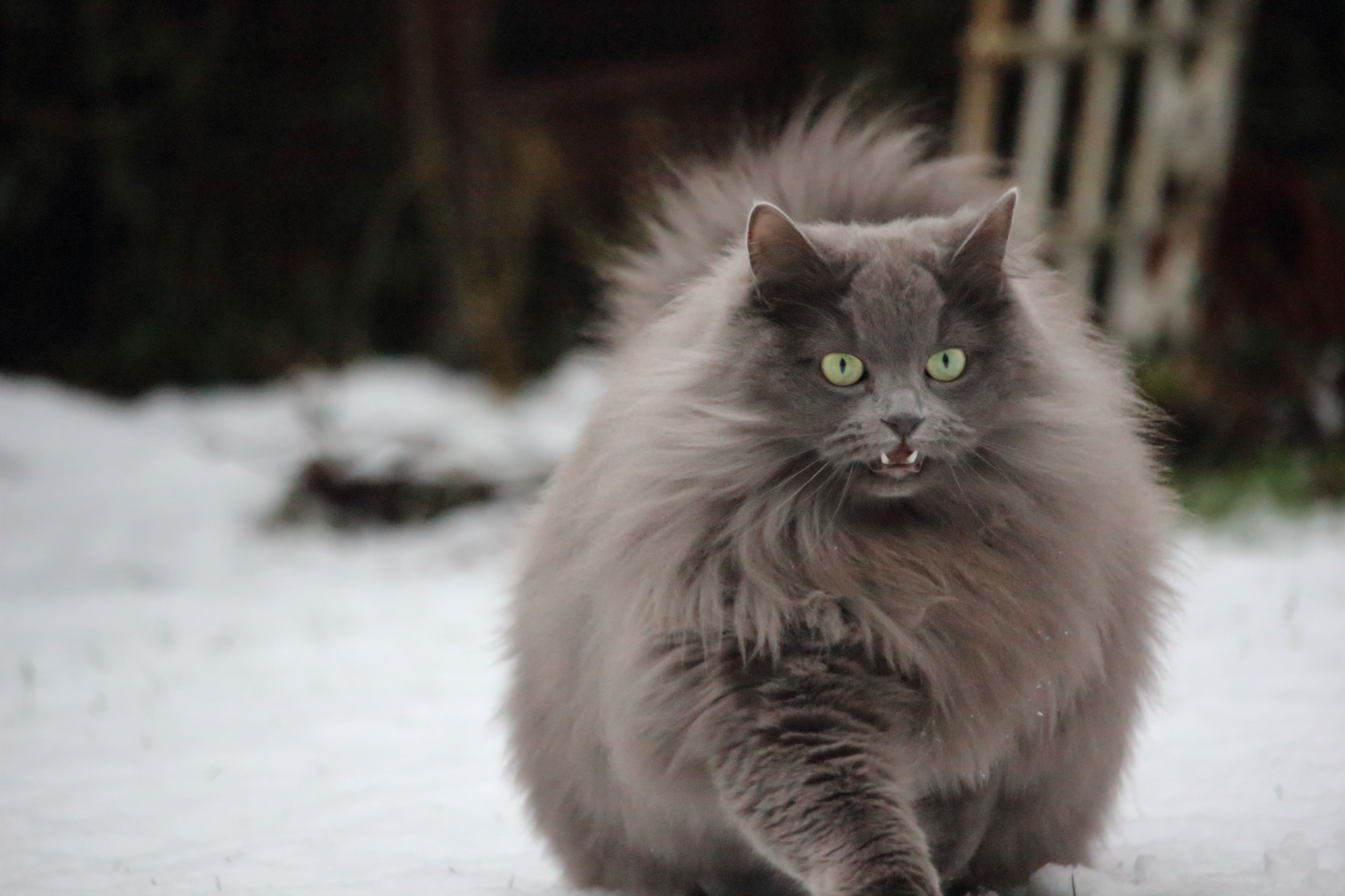 Grey white fluffy store cat