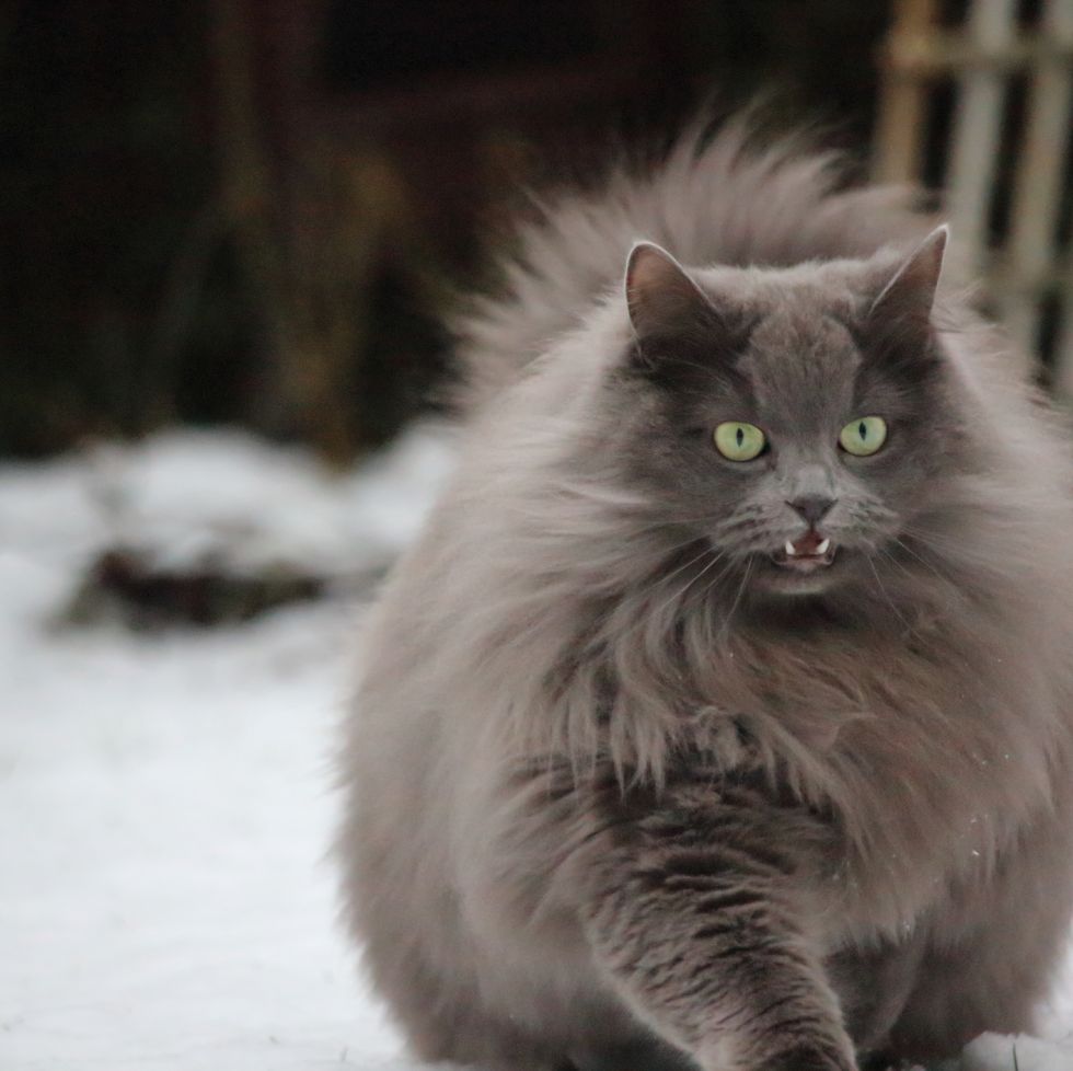 grey cat breeds ragamuffin
