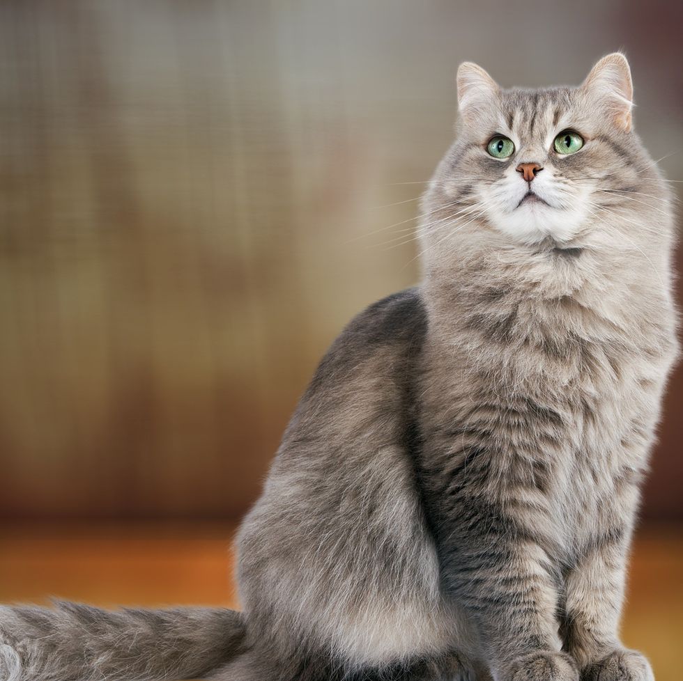 close up portrait of cat sitting on floor