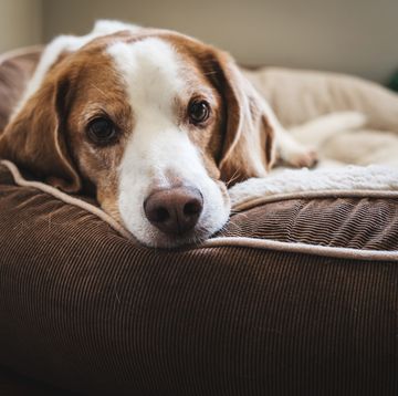 the one room your dog should not be left alone in, according to a new study