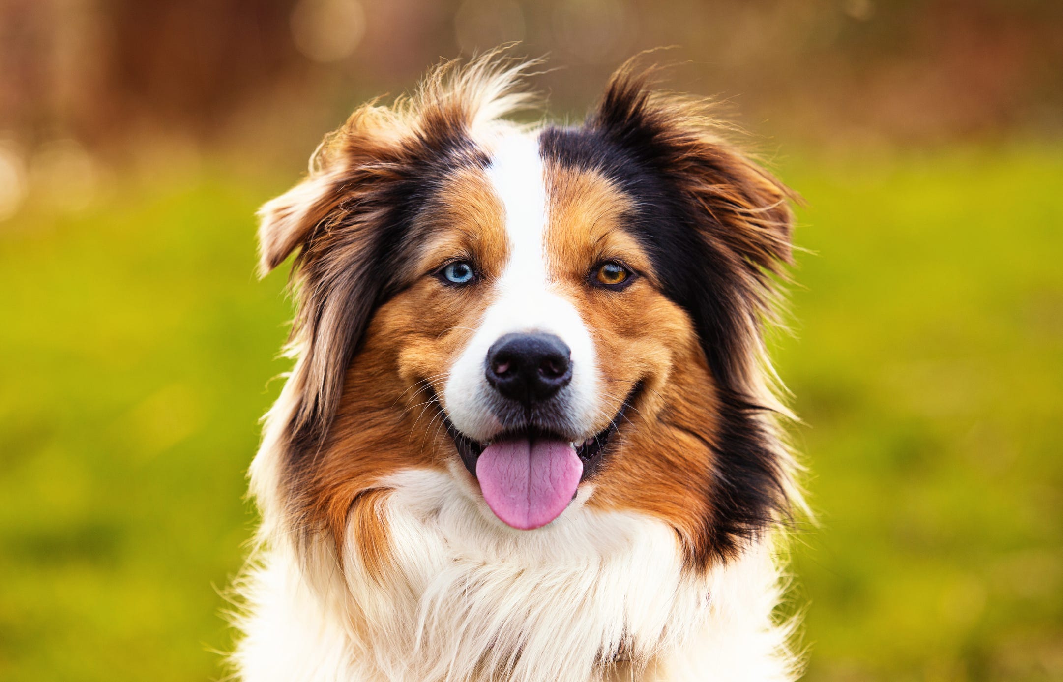 Most Popular Dog Breeds — America's Favorite Dog Breeds