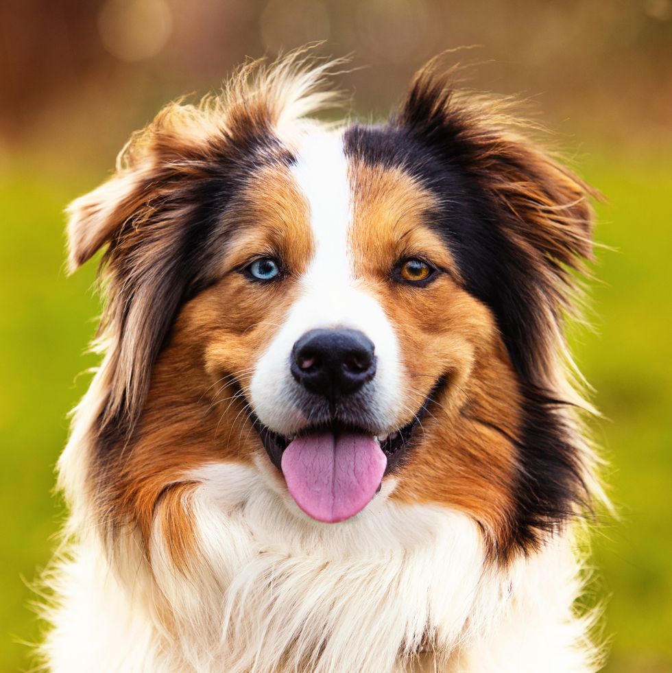 Most Popular Dog Breeds — America's Favorite Dog Breeds
