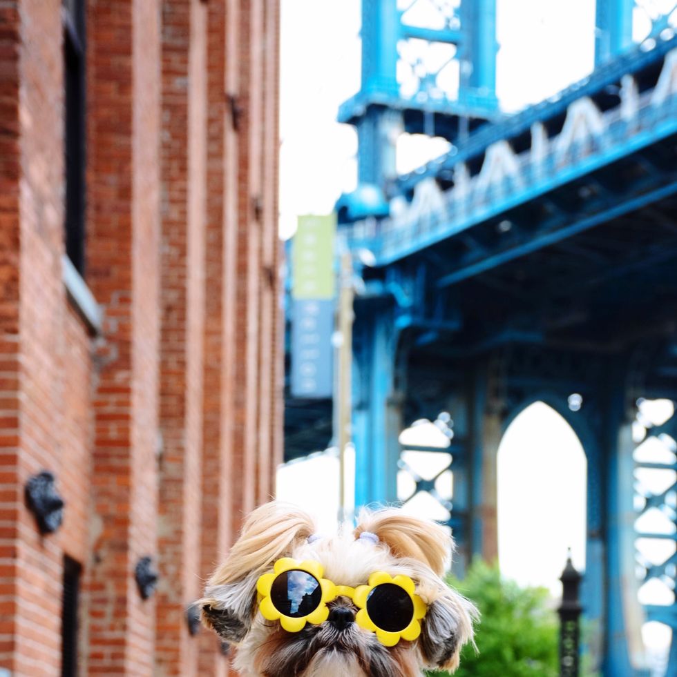https://hips.hearstapps.com/hmg-prod/images/close-up-portrait-of-dog-wearing-sunglasses-while-royalty-free-image-938242120-1542234706.jpg?crop=1.00xw:0.667xh;0,0.271xh&resize=980:*