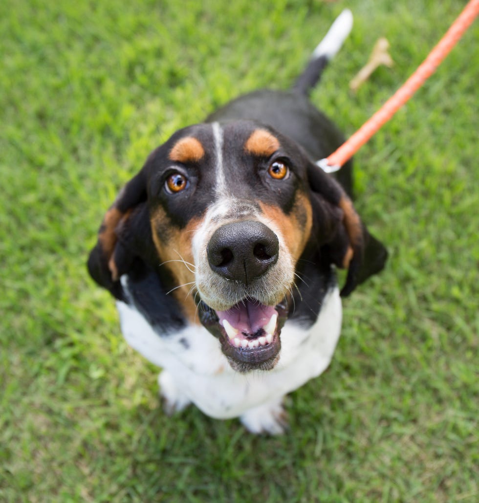 dog with its mouth open
