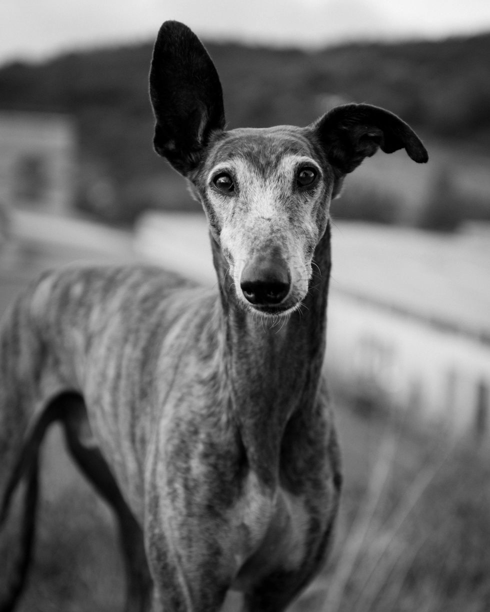 greyhound standing outside