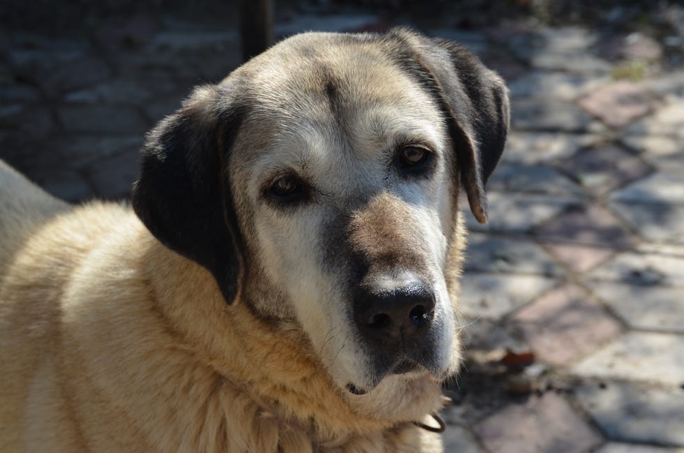 son perros kangal buenos perros de familia