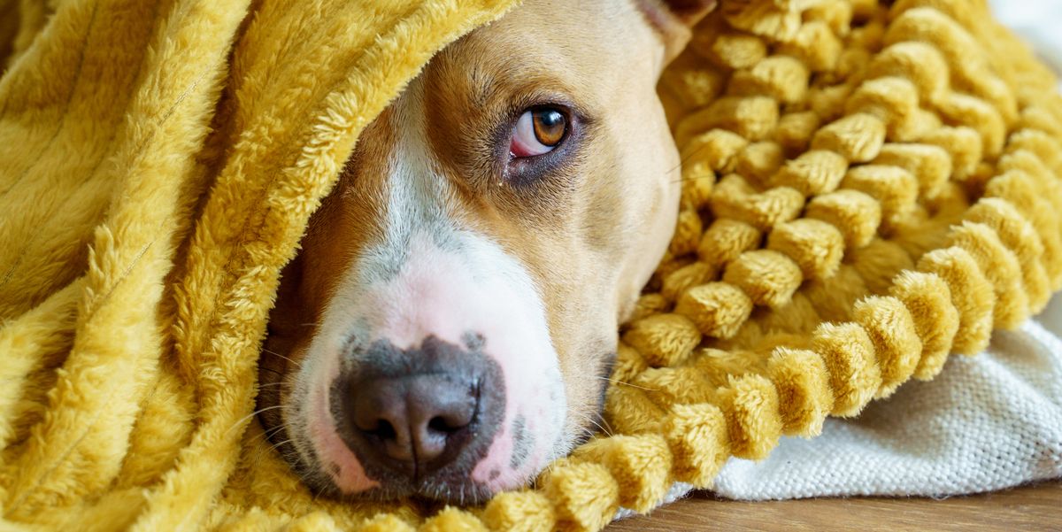 7 Best Calming Treats for Dogs That Need Some Relaxation