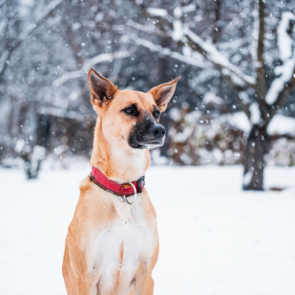 close up portrait of red haired dog with red collar siting outdoor in winter garden at snowy day