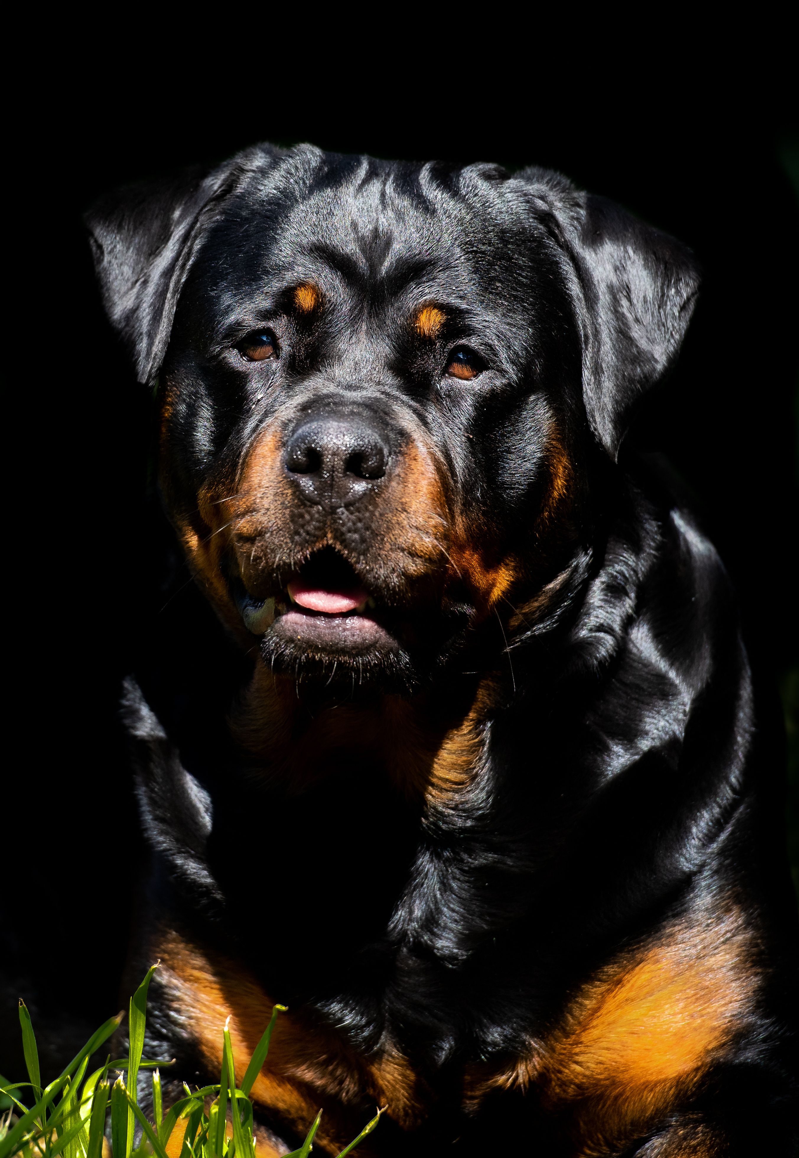 https://hips.hearstapps.com/hmg-prod/images/close-up-portrait-of-rottweiler-against-black-royalty-free-image-1650397717.jpg
