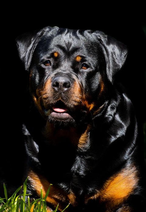 close up portrait of rottweiler against black background