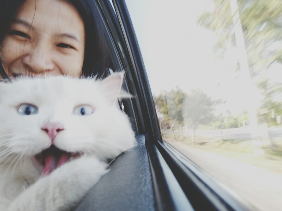 Why Cats Make the Best Pets