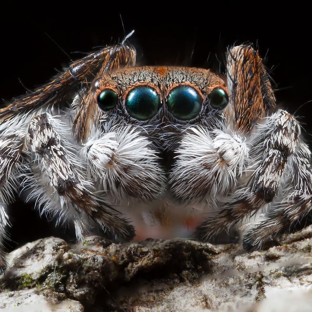 A close up shot of a male Maratus pardus peacock jumping spider.