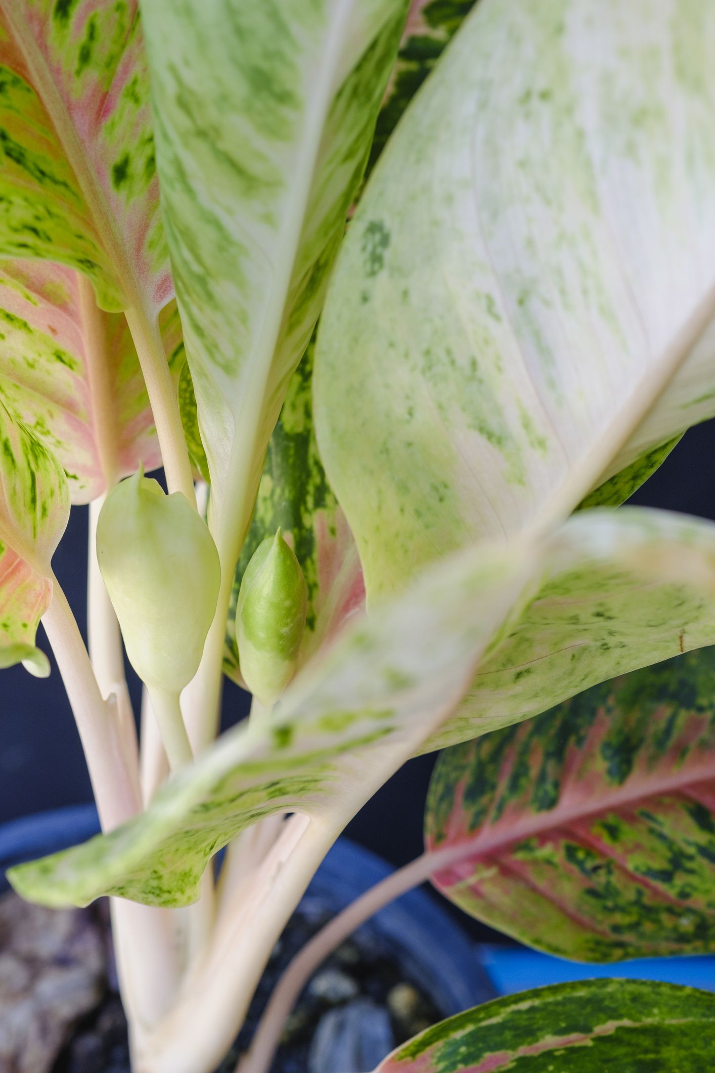 園芸のプロがおすすめ！初めての観葉植物にアグラオネマが最適なワケ