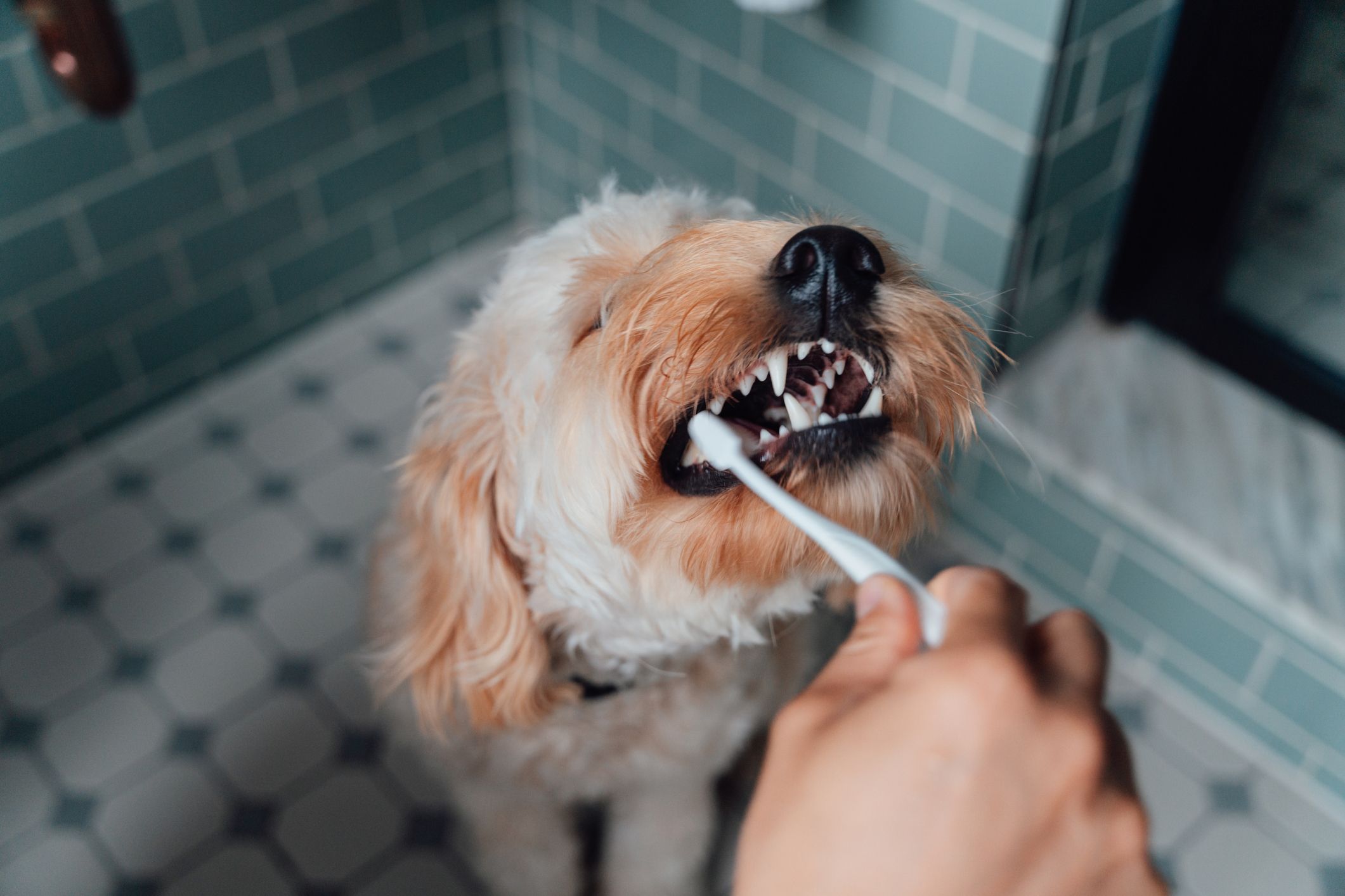 can you use baking soda and water to brush your dogs teeth